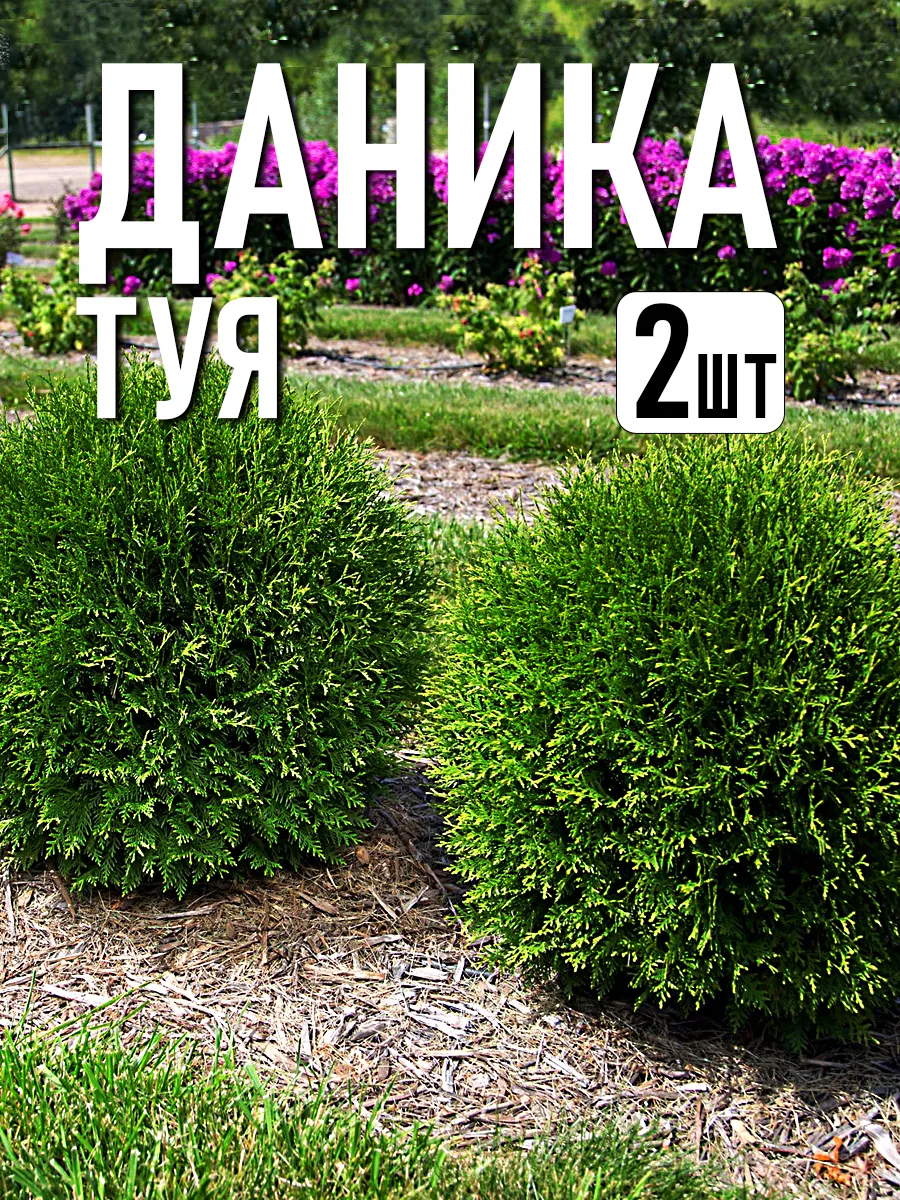 Туя западная шаровидная Даника саженцы 2 шт